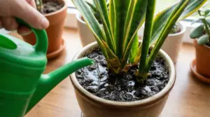 Annaffiatura eccessiva di una sansevieria in vaso con terreno molto bagnato, possibile causa di marciume e crescita lenta